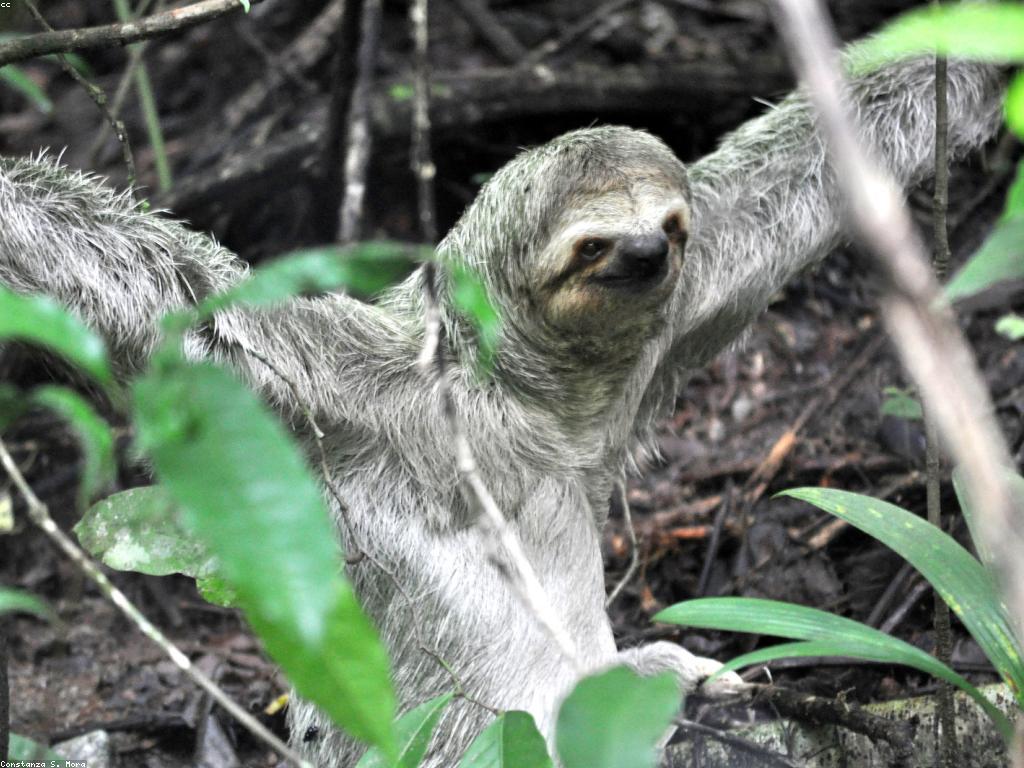 ព័ត៌មានអំពីស្លត: ទស្សនន័យនិងឧបត្ថម្ភស្តីពីស្លត