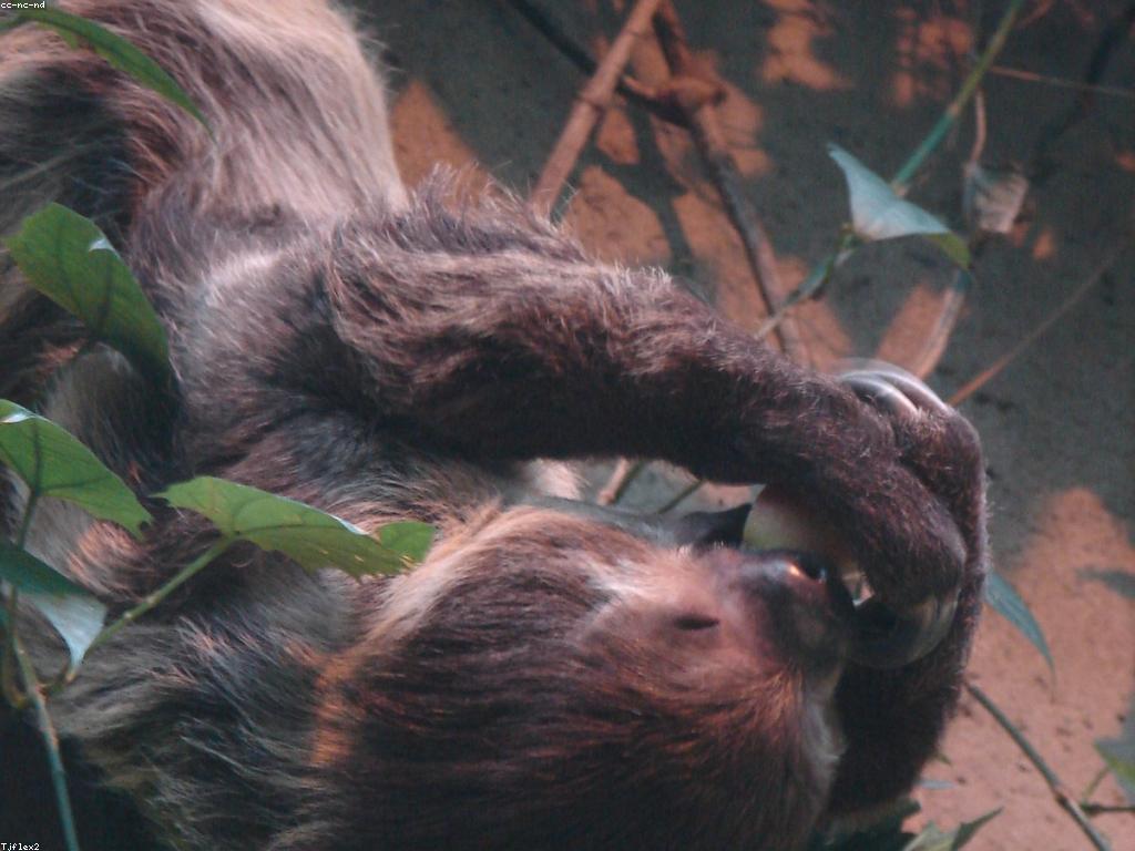 វិធីសាស្រ្តលេងស្លតដែលត្រូវស្គាល់