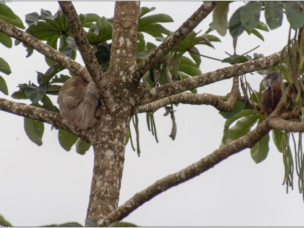 ព័ត៌មានអំពីស្លត: ទស្សនន័យនិងឧបត្ថម្ភស្តីពីស្លត