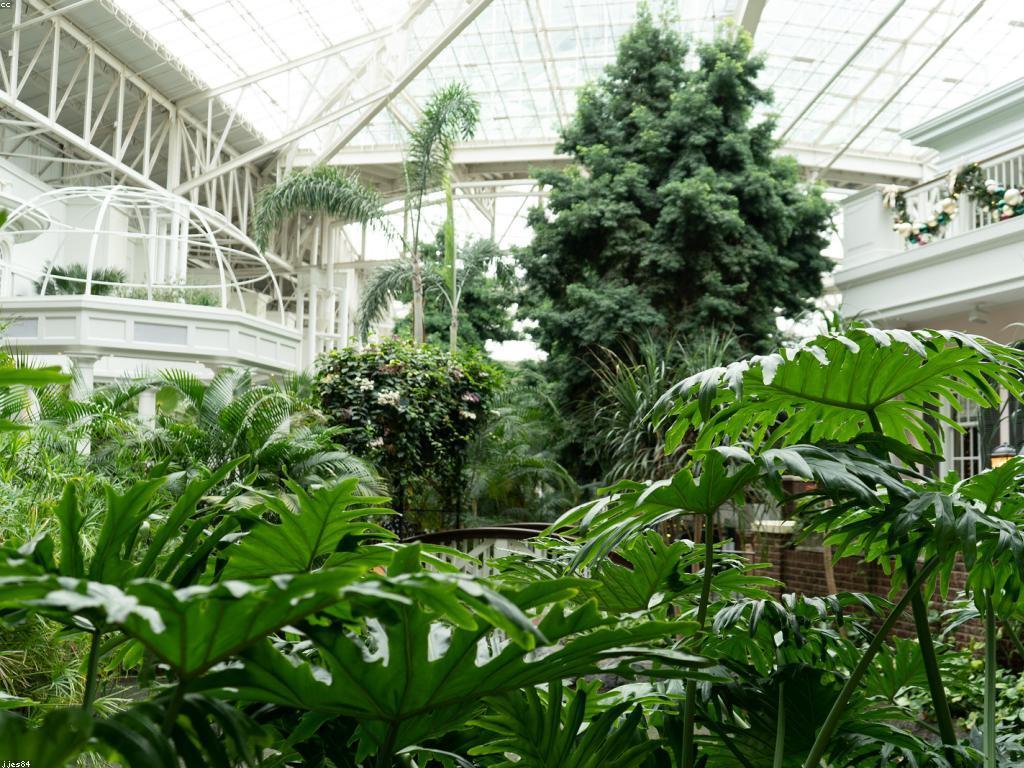 αα·αα·ααααααα»αα αα»ααααα: α’αααΈαα½αααααΌαααΆαααΉα